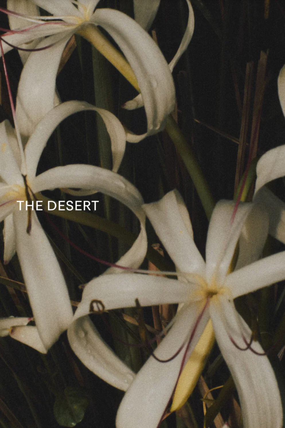 The Desert in Bloom Discovery Set