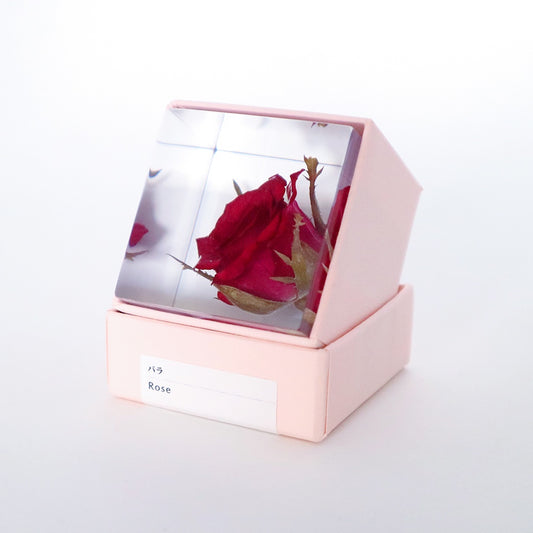 Sola Cube, Rose