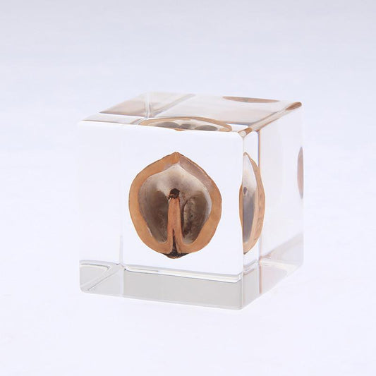 Sola Cube, Japanese Walnut