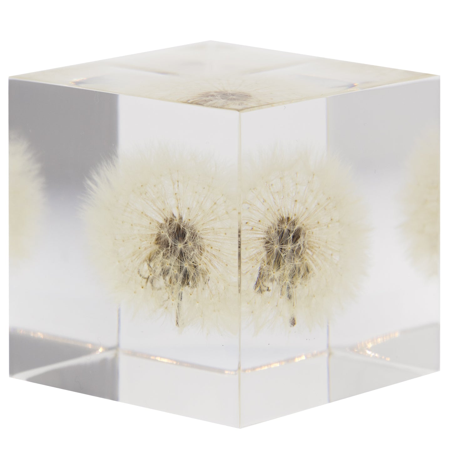 Sola Cube, Dandelion