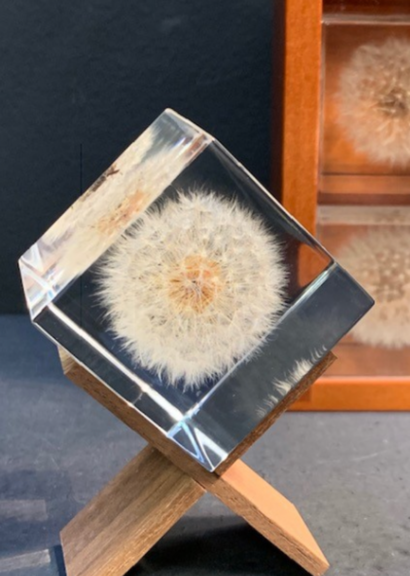 Sola Cube, Dandelion