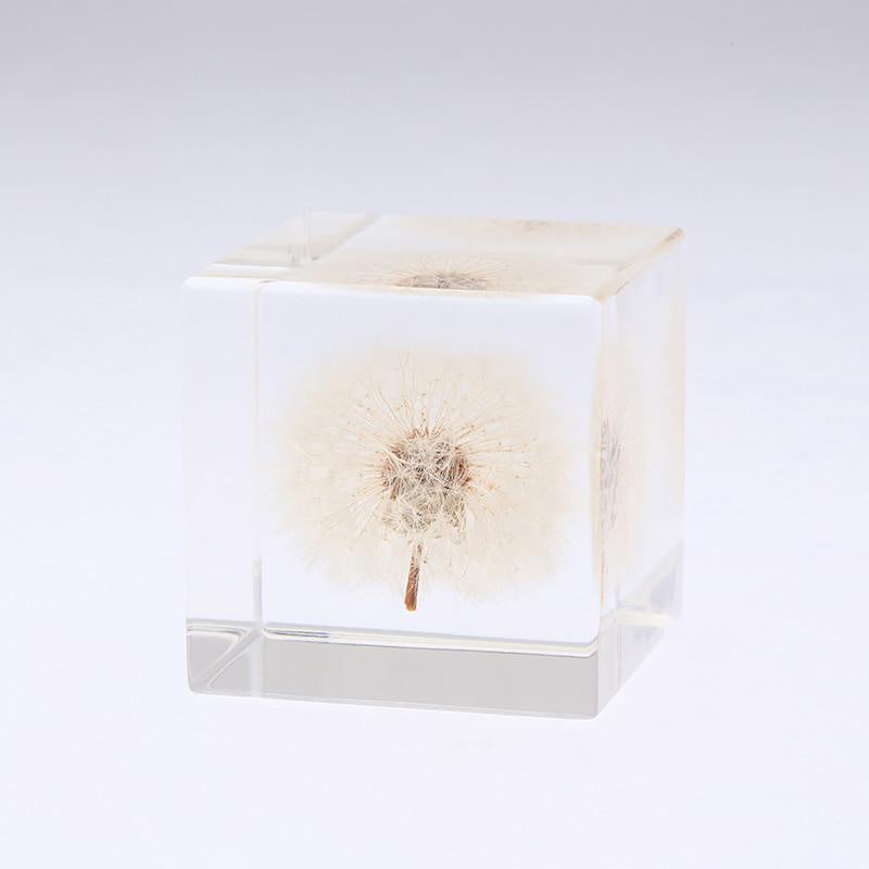 Sola Cube, Dandelion